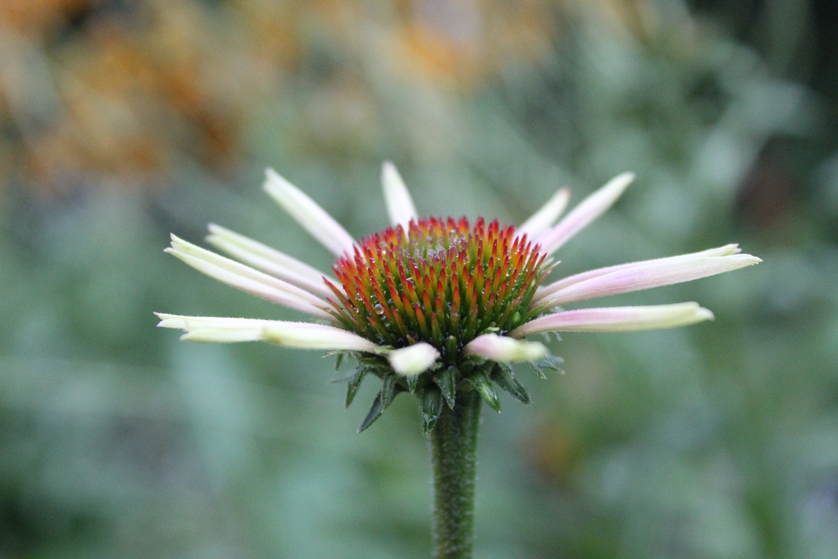 Изображение особи род Echinacea.