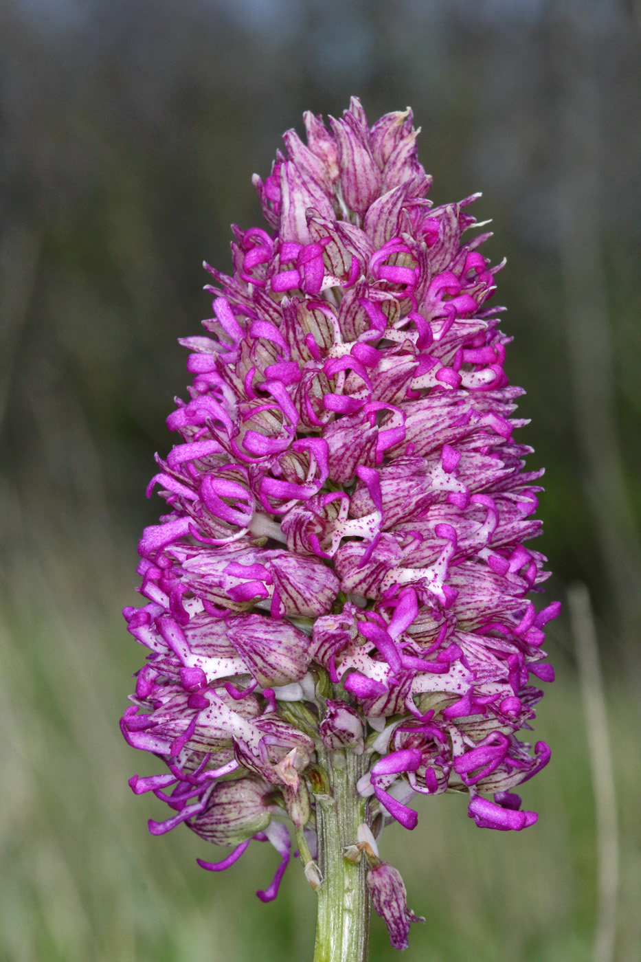 Image of Orchis &times; angusticruris nothosubsp. transcaucasica specimen.