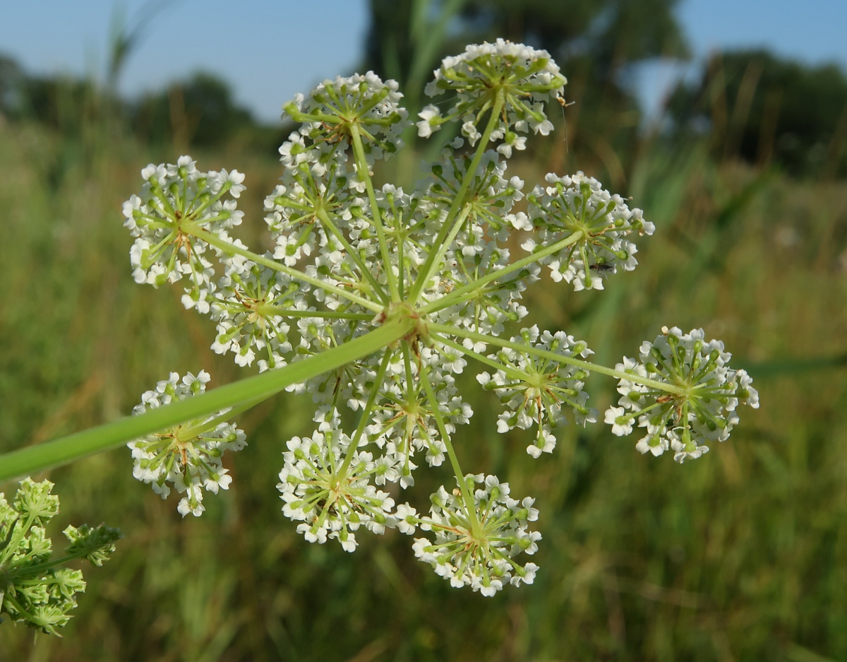 Image of Sium sisaroideum specimen.