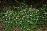 Stellaria holostea