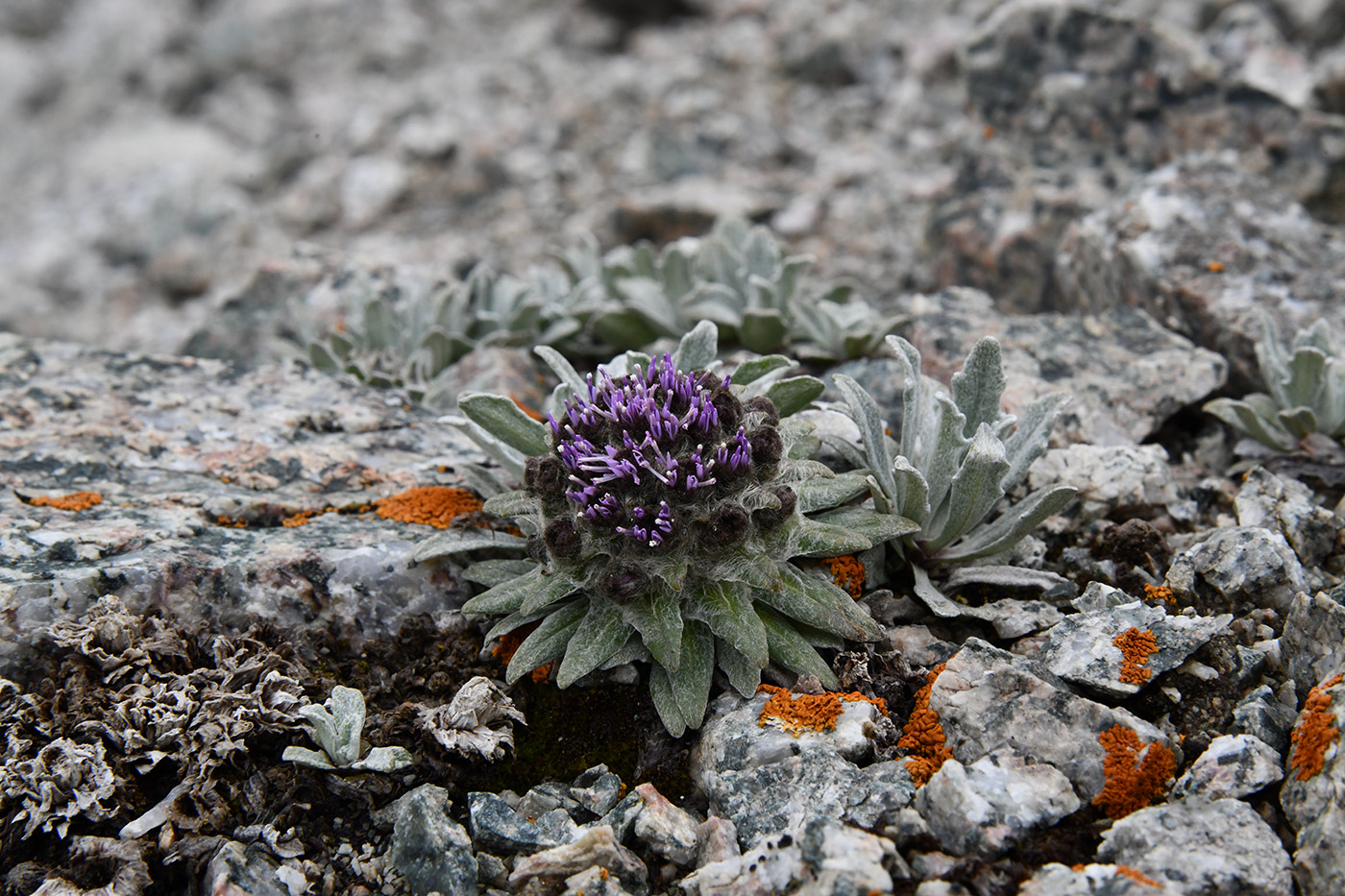 Изображение особи Saussurea gnaphalodes.