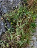 Carduus arabicus. Отцветающее и плодоносящее растение. Грузия, г. Тбилиси, у подножия каменной стены крепости. 10.06.2023.