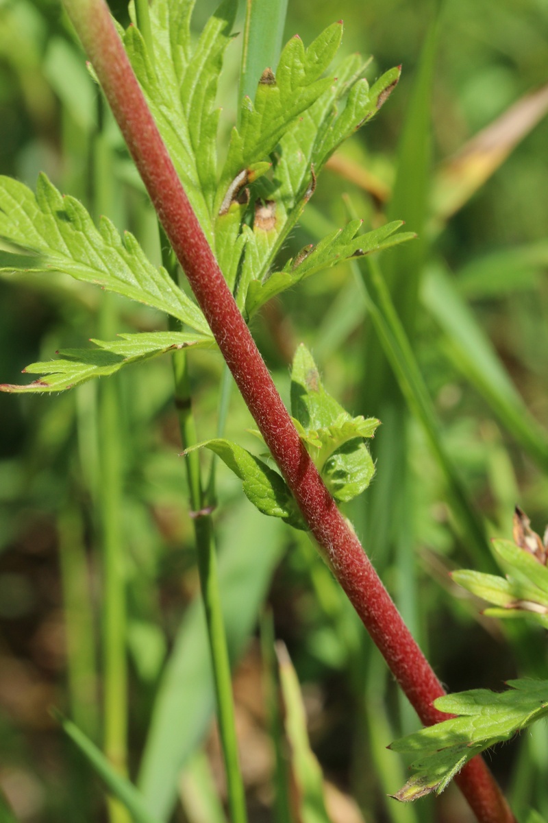 Изображение особи Potentilla intermedia.