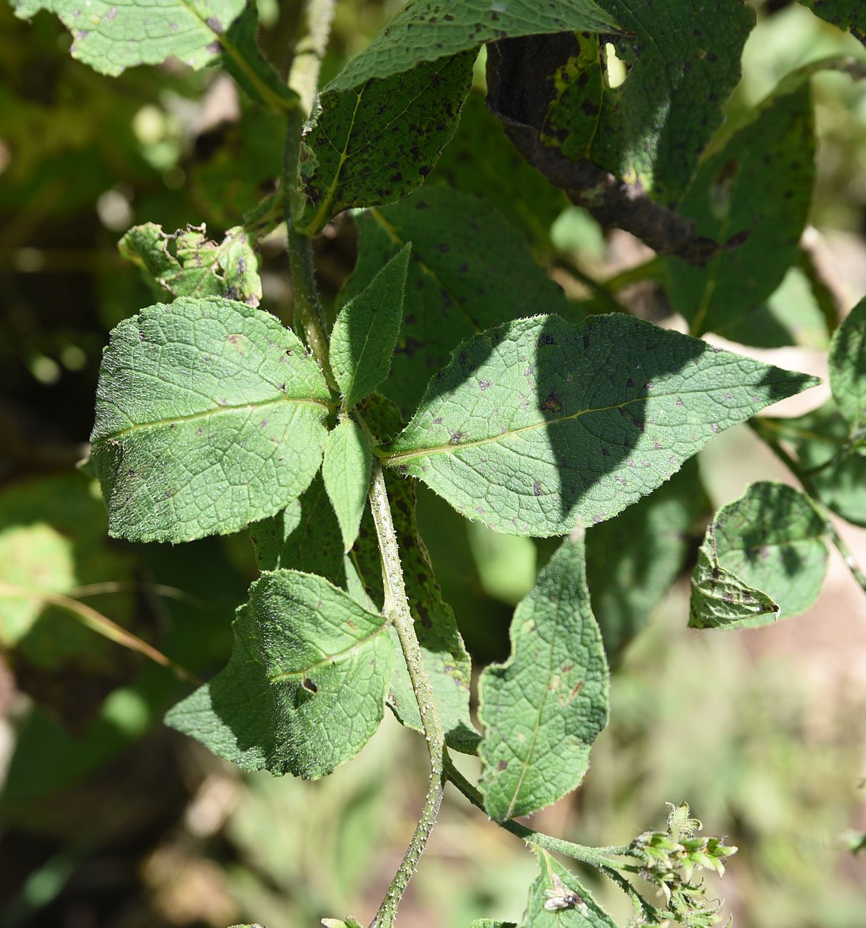 Image of Symphytum officinale specimen.