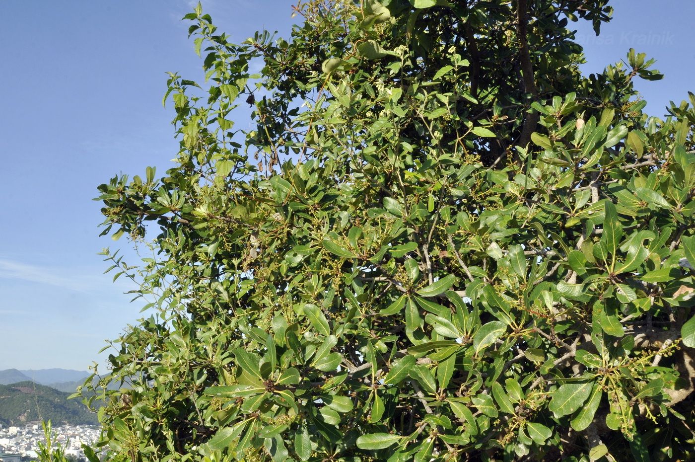 Image of Buchanania siamensis specimen.