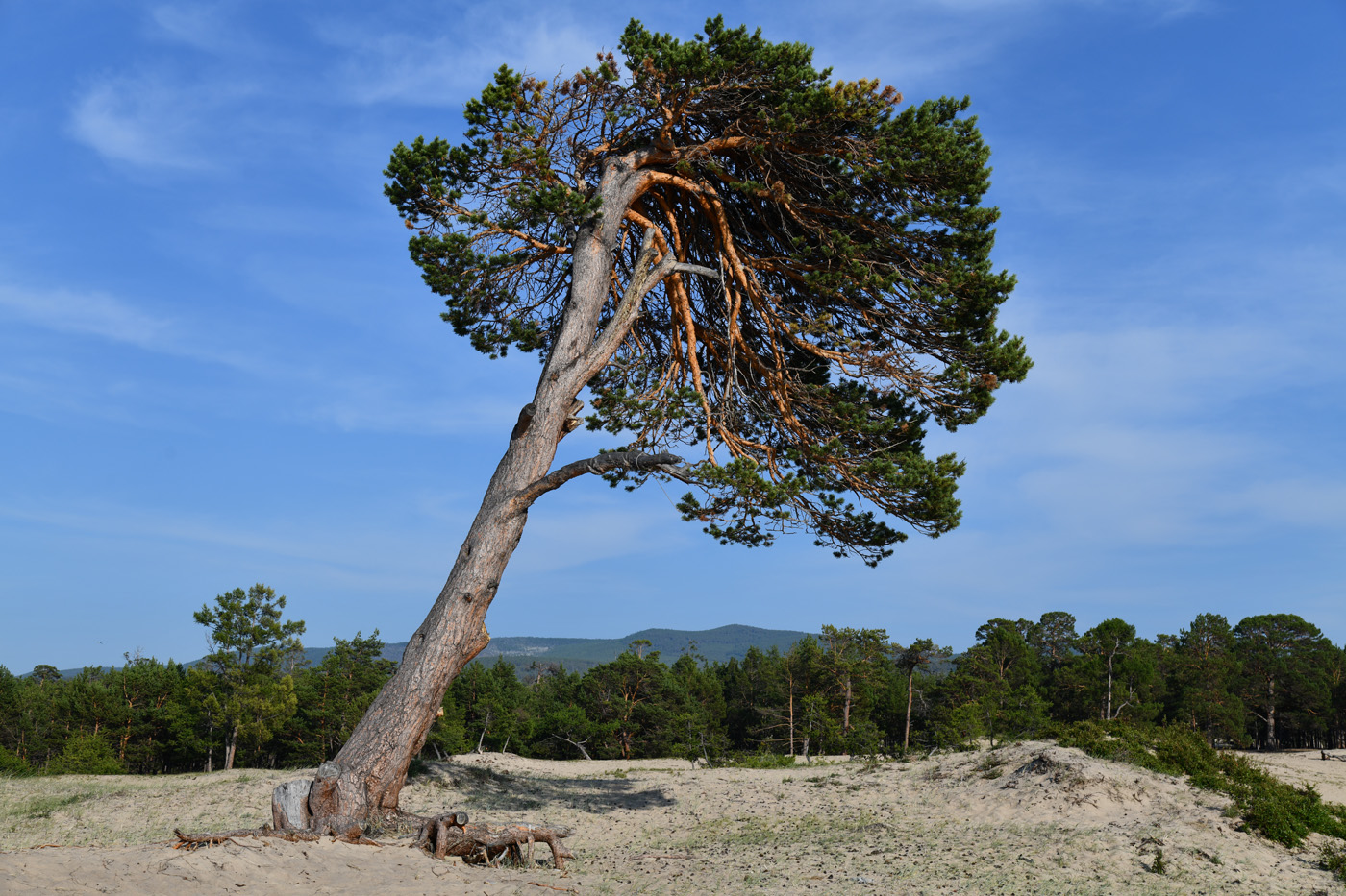 Изображение особи Pinus sylvestris.