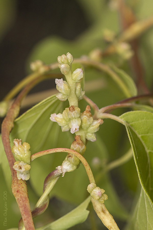 Image of genus Cuscuta specimen.