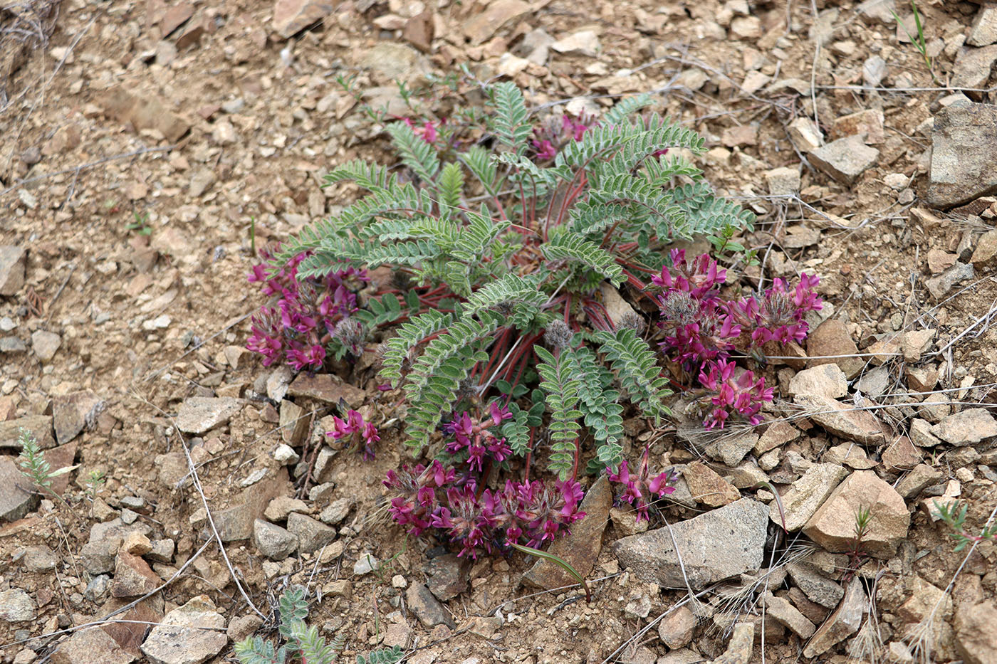 Изображение особи Oxytropis pseudoleptophysa.