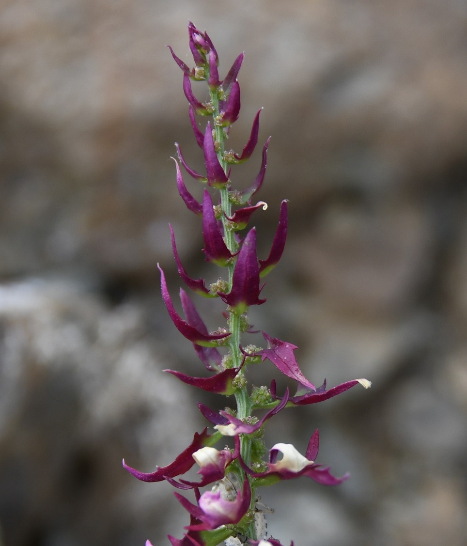 Image of genus Chenopodium specimen.