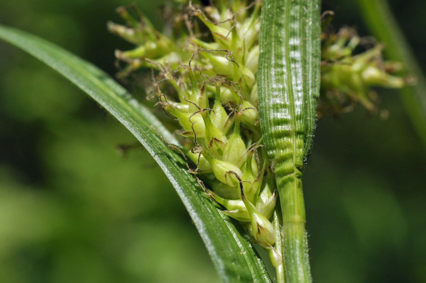 Изображение особи Carex sordida.
