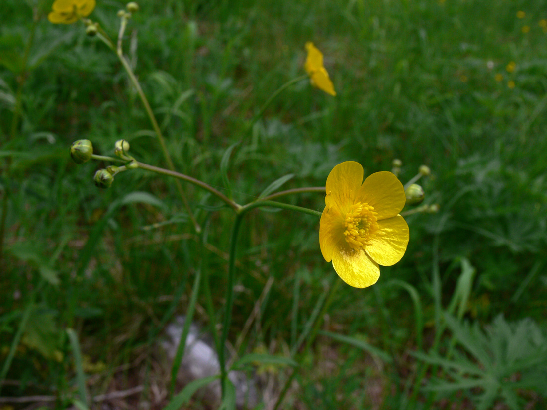 Image of Ranunculus acris specimen.