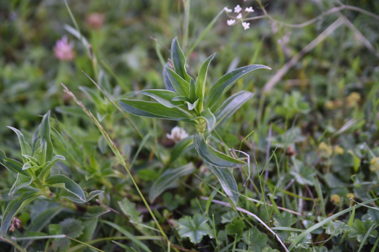 Изображение особи Gentiana cruciata.