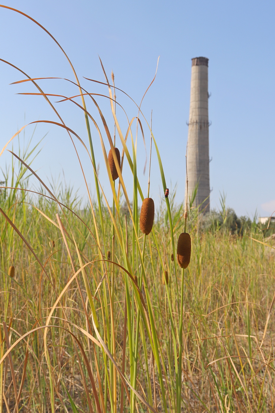 Изображение особи Typha laxmannii.