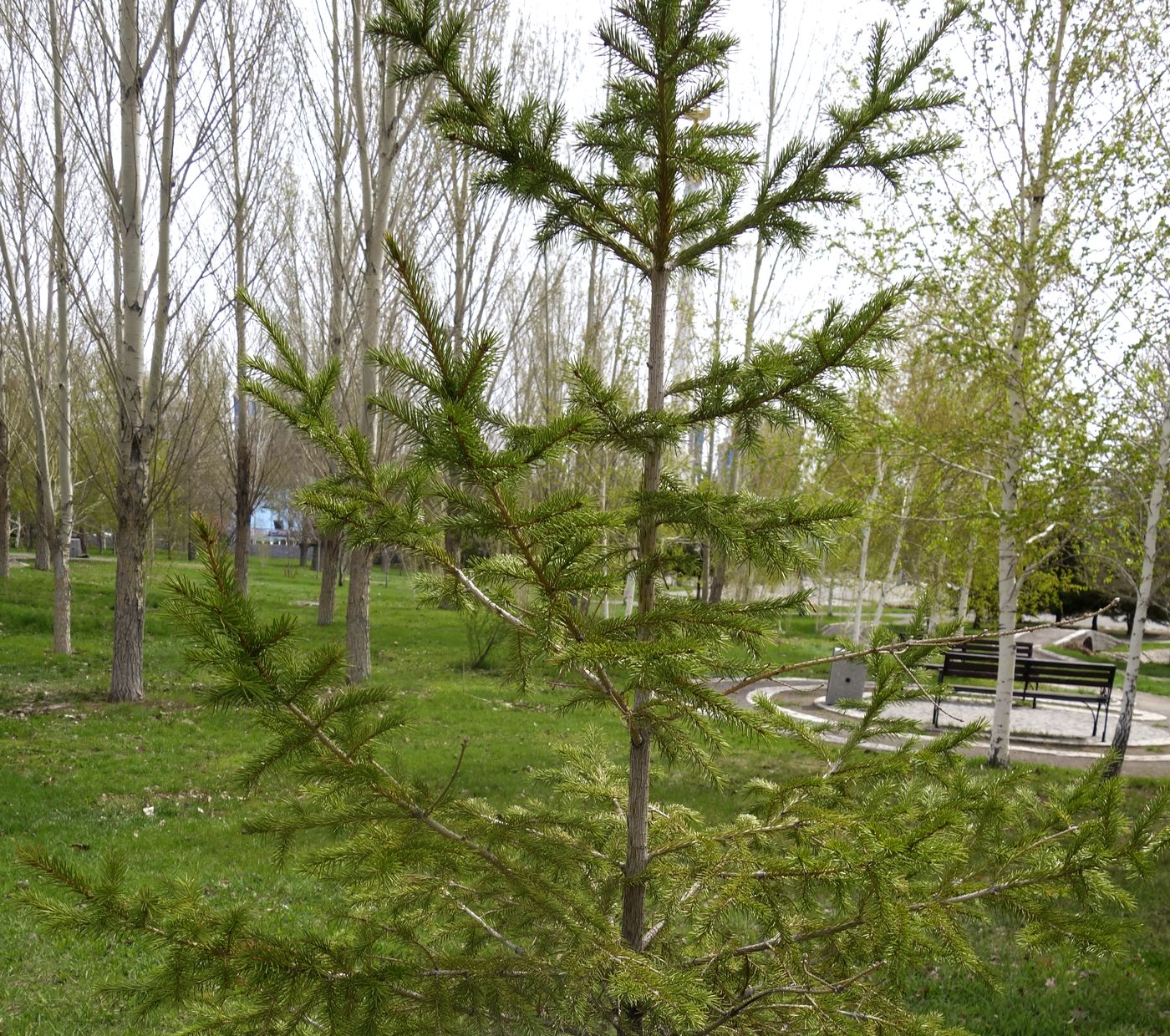 Изображение особи Picea obovata.