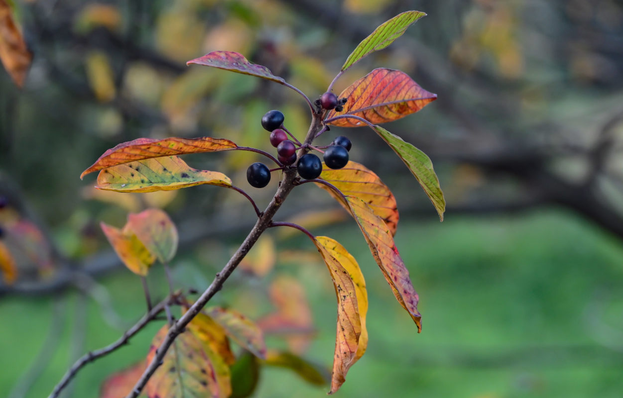 Image of Frangula alnus specimen.