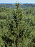 Picea abies. Верхушка кроны взрослого дерева с шишками. Вологодская обл., Кирилловский р-н, Ципина гора, смешанный лес. 12.07.2024.