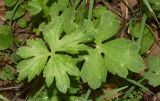 genus Ranunculus. Вегетирующее растение после сенокоса. Узбекистан, Наманганская обл., Чустский р-н, Ферганская долина, верховье кишлака Гова (G'ova), зона отдыха \"Нур\", фруктовый сад. 23.07.2024.