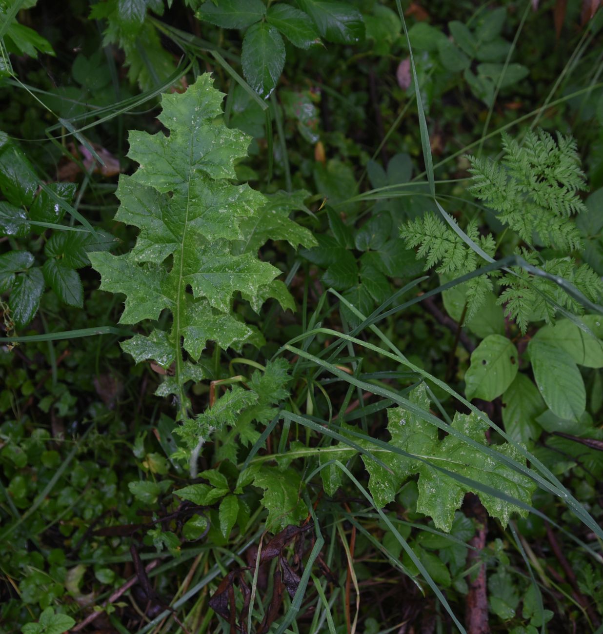 Image of Carduus crispus specimen.