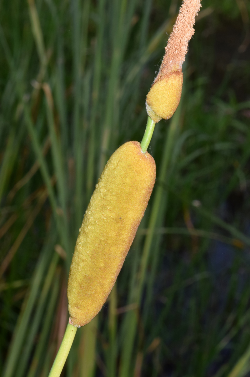 Image of genus Typha specimen.