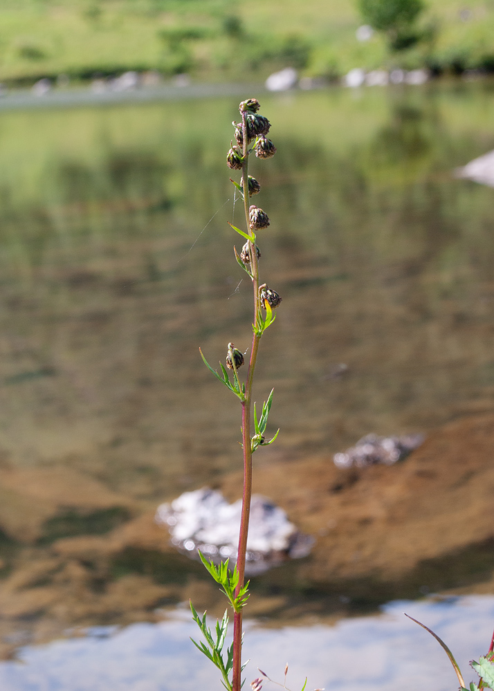 Изображение особи Artemisia arctica.