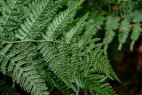 Pteridium pinetorum. Верхушка вайи с сорусами (вид на абаксиальную поверхность). Московская обл., Волоколамский гор. округ, долина р. Каменка, смешанный лес. 17.08.2024.