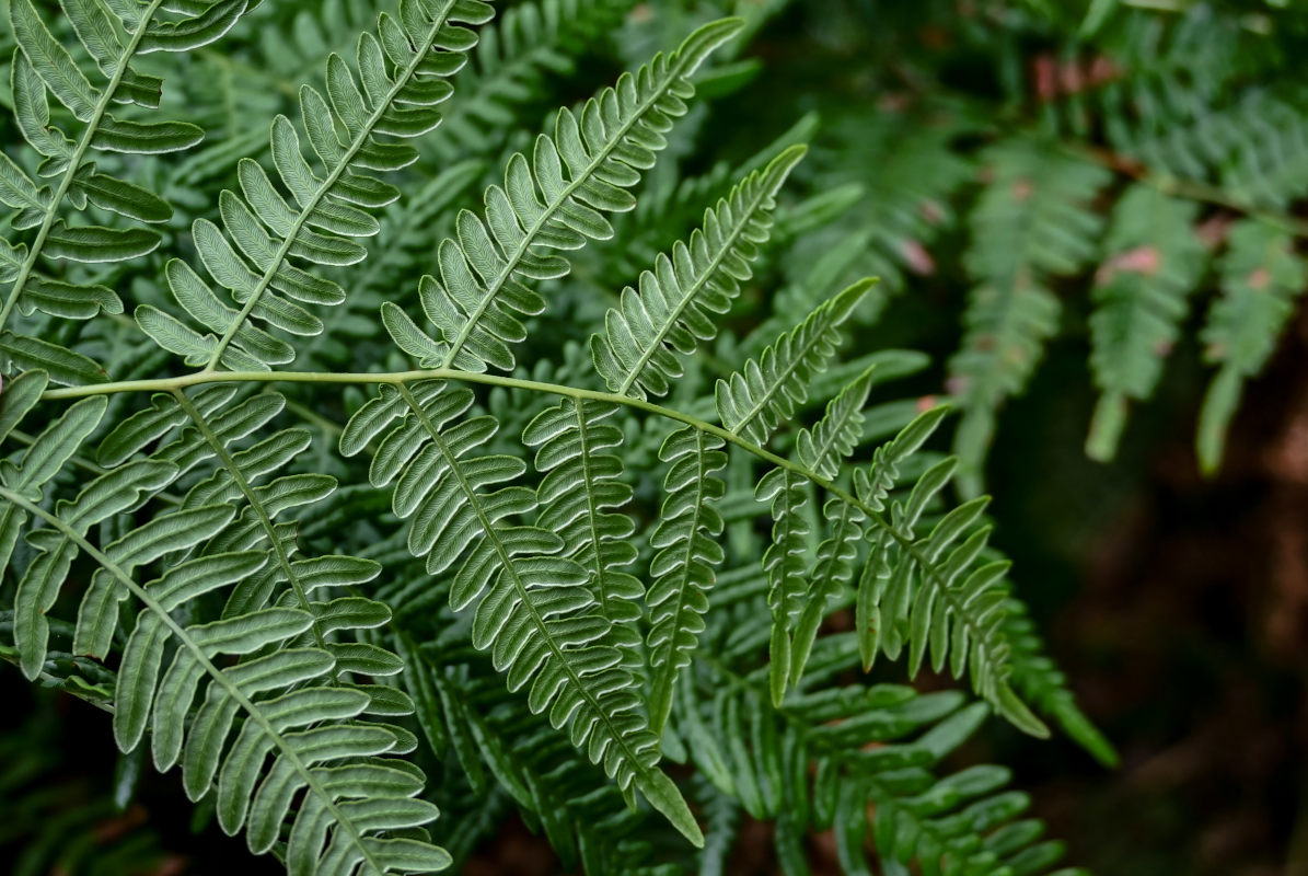 Изображение особи Pteridium pinetorum.