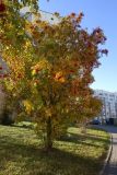 Sorbus aucuparia. Плодоносящее дерево в осенней окраске. Беларусь, г. Гродно, Ленинский р-н, мкр. Девятовка, в культуре. 19.10.2024.