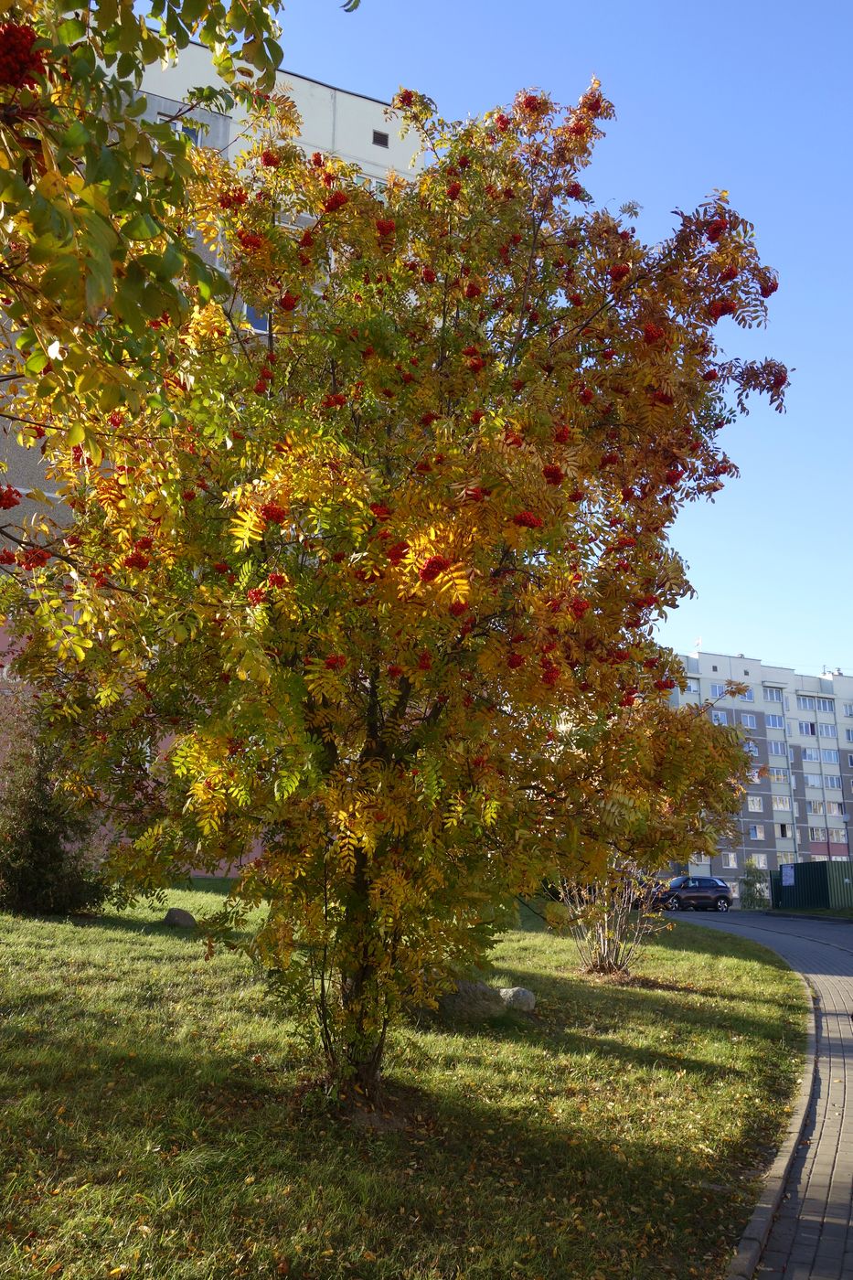 Image of Sorbus aucuparia specimen.