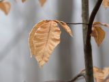 Fagus orientalis. Часть покоящейся веточки с сухими прошлогодними листьями в изморози. Краснодарский край, Крымский р-н, окр. станицы Неберджаевская, ур. Темрючки, грабово-дубово-буковый лес. 31.12.2024.