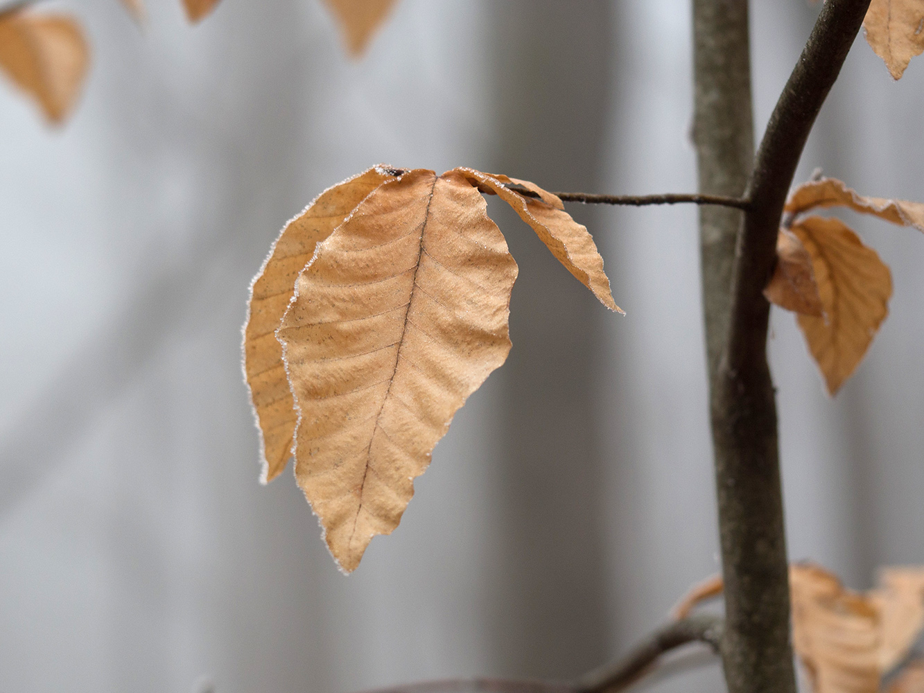 Изображение особи Fagus orientalis.