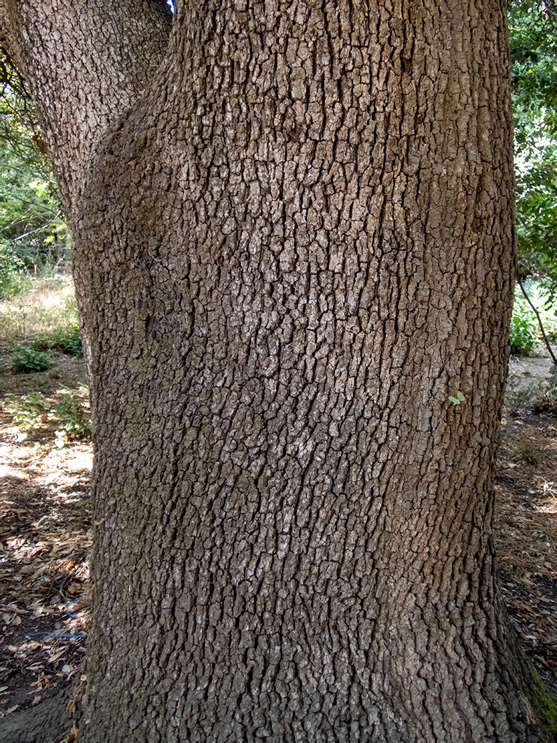 Изображение особи Quercus ilex.