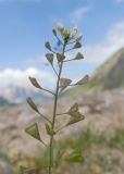 Capsella bursa-pastoris