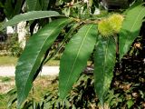 Смотреть изображение Castanea sativa