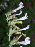 Смотреть изображение Lophanthus tschimganicus