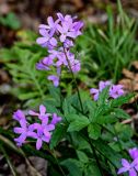 View full-size image Cardamine quinquefolia