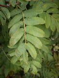 View full-size image Sorbus aucuparia