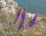 View full-size image Salvia tesquicola