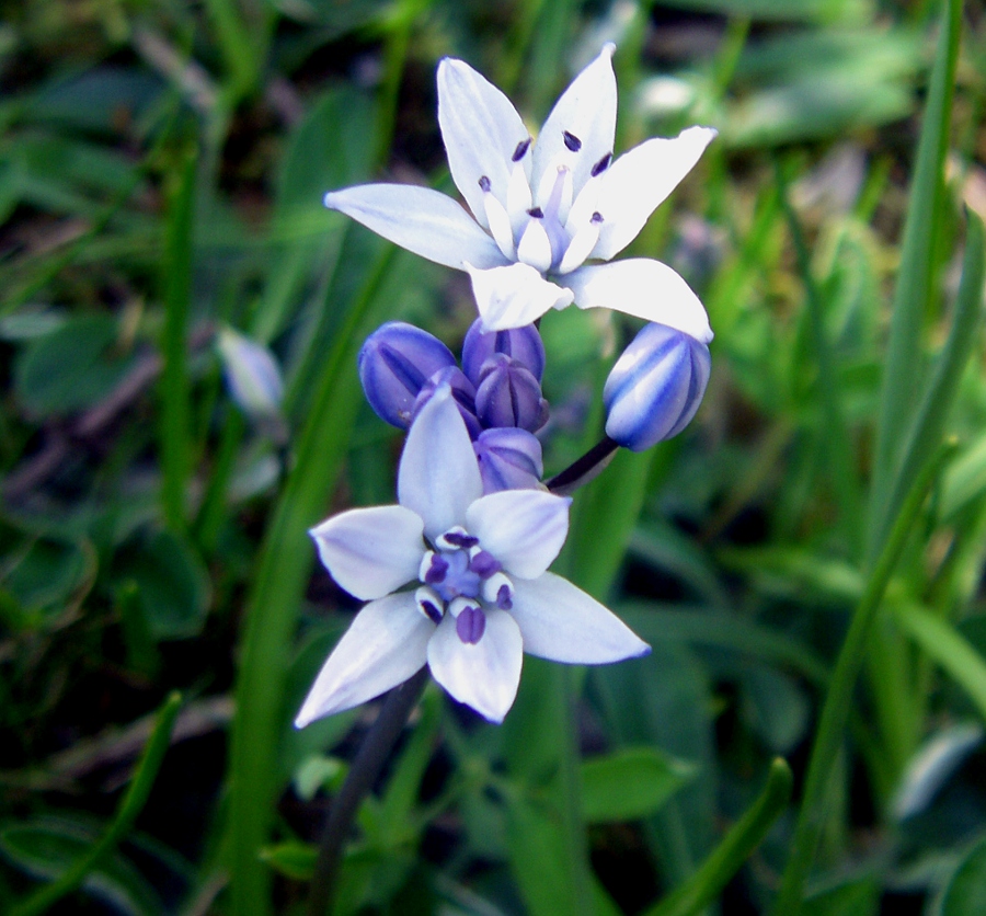 Image of Scilla verna specimen.