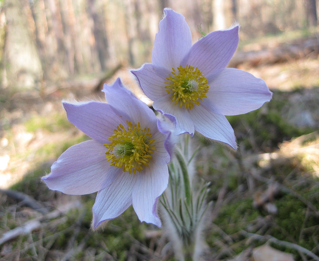 Изображение особи Pulsatilla patens.