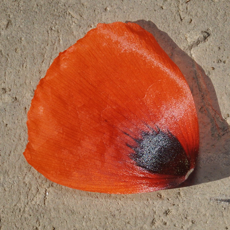 Image of Papaver laevigatum specimen.