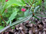 Lathyrus undulatus. Часть стебля. Крым, в горах между Приветным и Белогорском. 12 мая 2011 г.