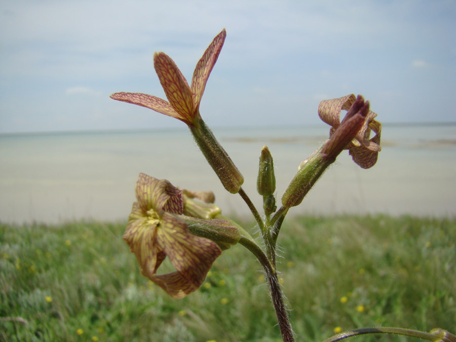 Image of Hesperis tristis specimen.