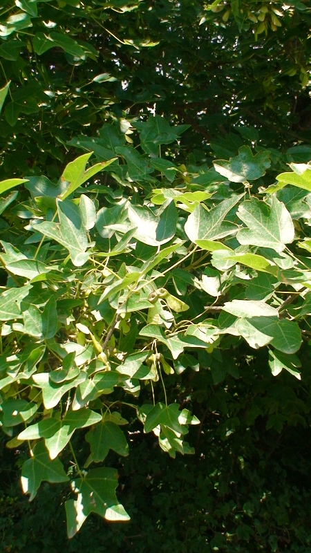 Image of Acer ibericum specimen.