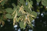 Tilia europaea