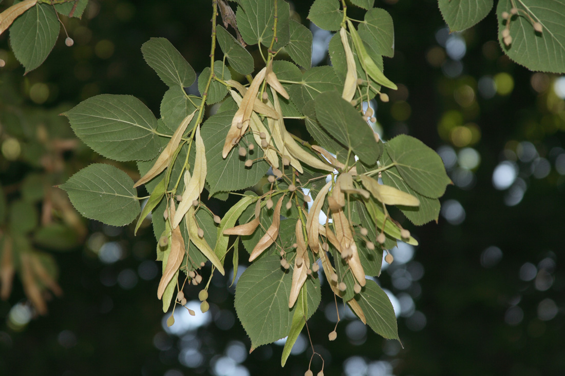 Изображение особи Tilia &times; europaea.