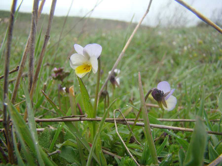 Image of Viola kitaibeliana specimen.