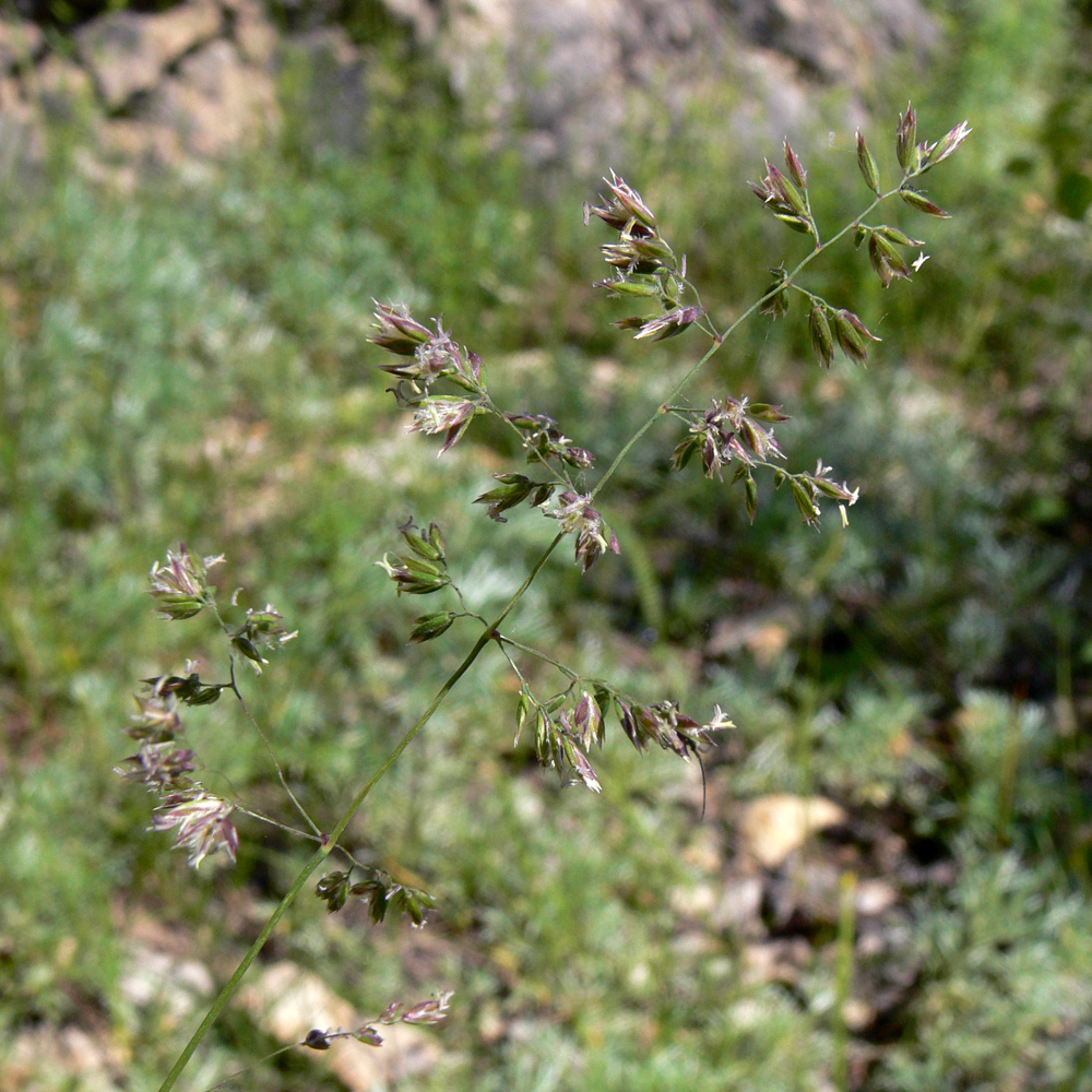 Image of genus Poa specimen.