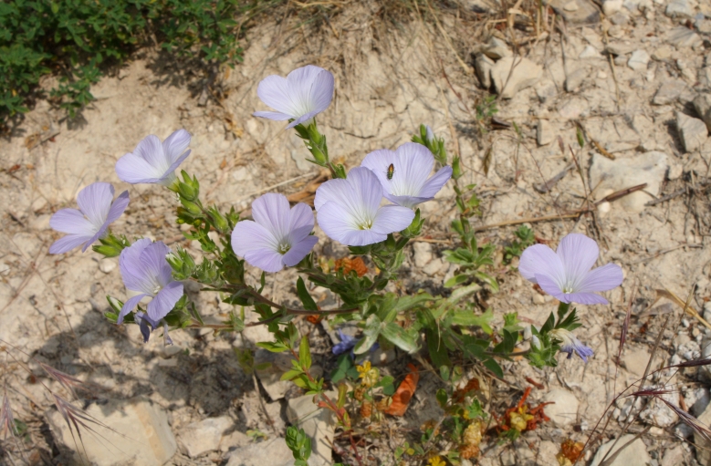 Изображение особи Linum lanuginosum.