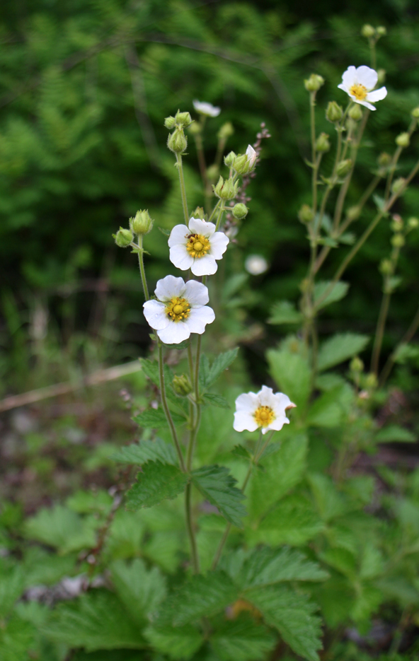 Image of Potentilla inquinans specimen.