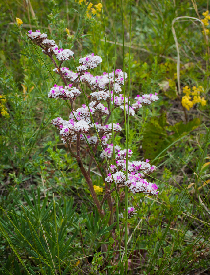 Изображение особи Goniolimon speciosum.